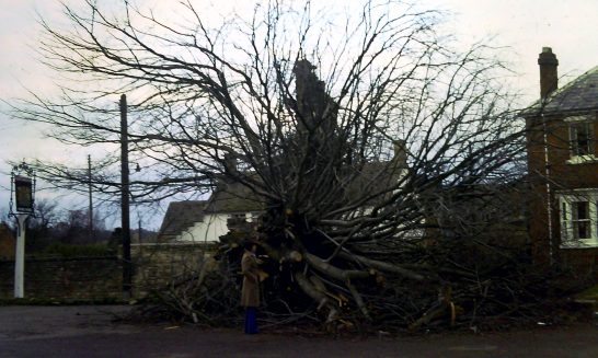 Elm tree lost at the King's Arms