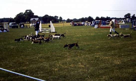 Beagles at School Horse Show, 1995