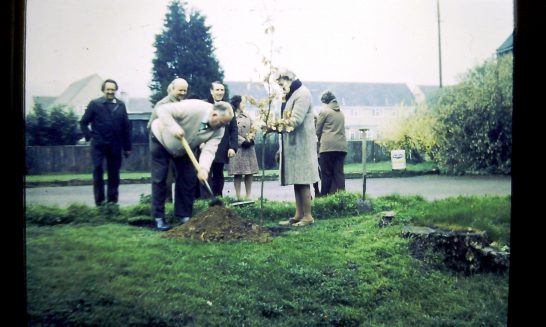 Planting a new oak tree at the King's Arms, 1977